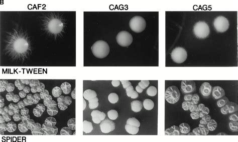 Linkage Of Adhesion Filamentous Growth And Virulence In Candida