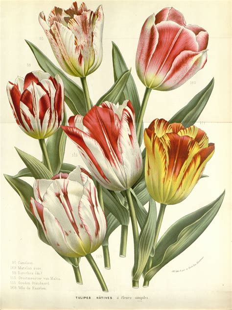 Borde Alacena Verdad Tulipes Fleuriste Canada Leer Eximir Medio