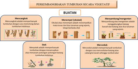 Detail Gambar Perkembangbiakan Vegetatif Buatan Koleksi Nomer 22