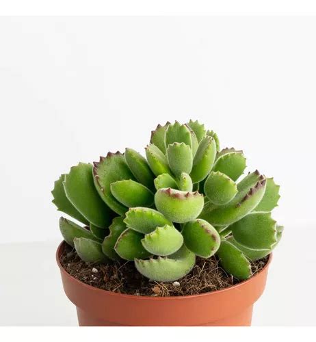 Suculenta Garra De Oso Cotyledon Tomentosa Regalo Mercadolibre