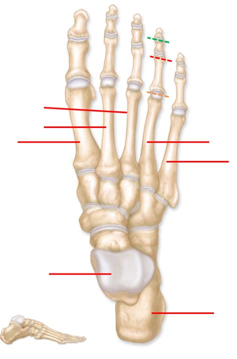 Bones Of Feet Diagram Quizlet