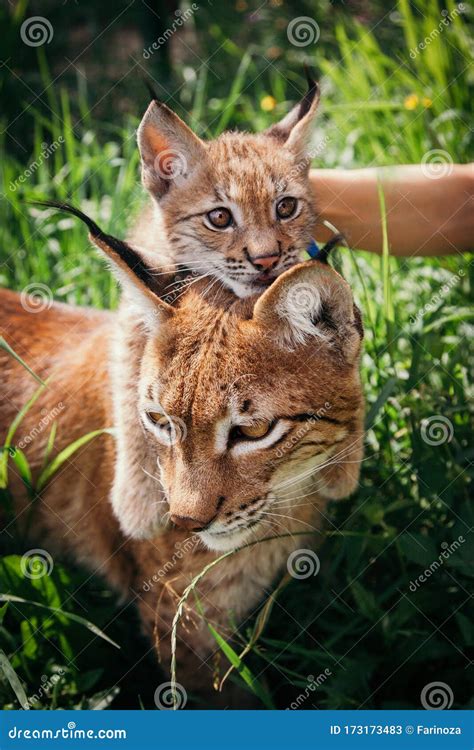 Adorable Eurasian Lynx With Cub Portrait At Summer Field Stock Image