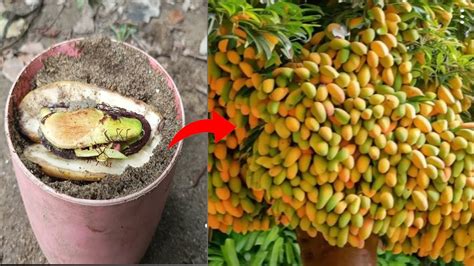 Unique Skill Growing Mango Tree Use Banana With Quick And Easy