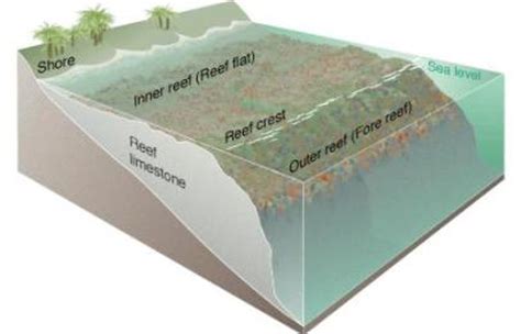 Science for Kids: Coral Reef Biome