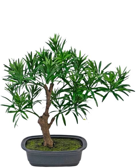 Künstliche Pflanze Bonsai Podocarpus 30 cm Easyplants