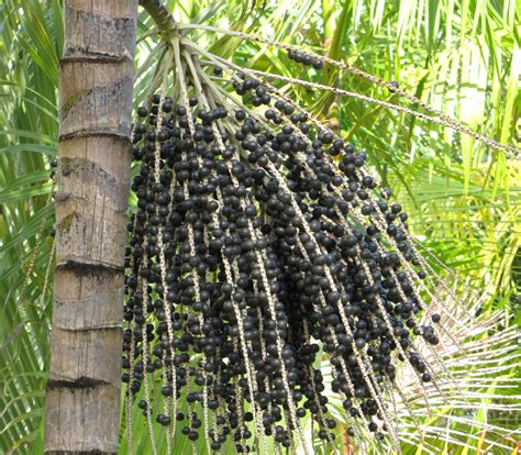 Acai Euterpe Oleracea - Euterpe oleracea - Acai Palm - Seeds