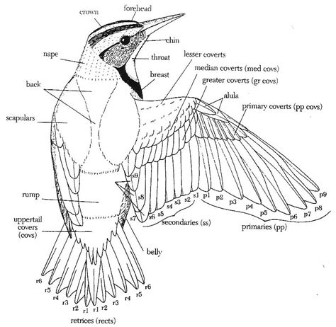 Diagram Of A Bird