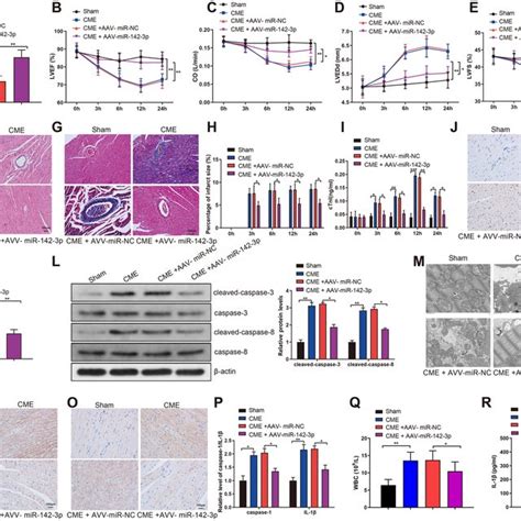 ATXN1L Knockout Alleviated CME Induced Myocardial Injury The MRNA A