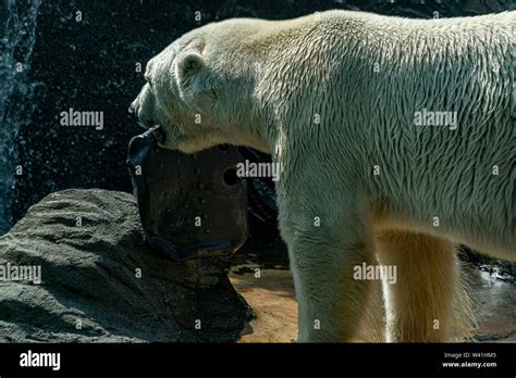 Polar Bear Close Up Portrait Detail With Plastic Stock Photo Alamy