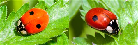 Types Of Ladybugs Found In Canada Id Guide Bird Watching Hq