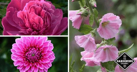 list  top pink flowers  grow   garden gardening channel