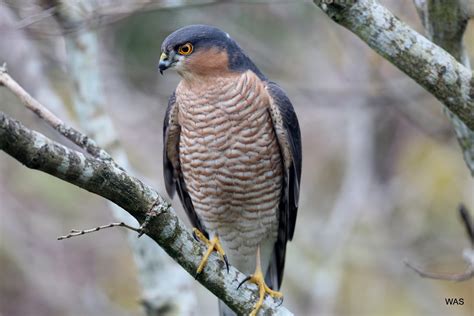 Sparrowhawk Male Sparrowhawk Male Iom Uk Bill Schofield