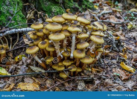 Armillaria Mellea Nmente Conocida Como Hongo De Miel Es Un Hongo