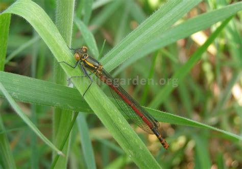 Orders Neuroptera Lacewings Odonata Dragonflies Orthoptera