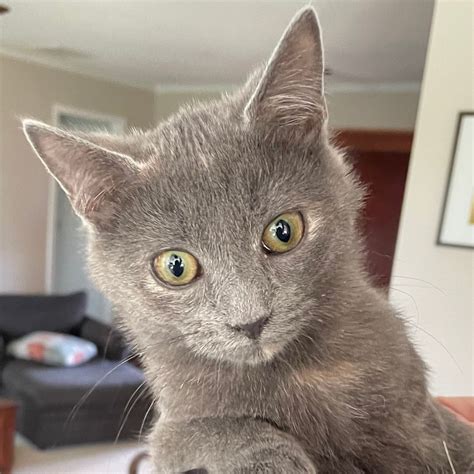 Humane Society of Davie County - Home