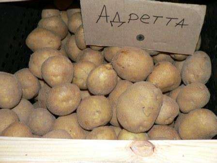 Сорт картофеля Адретта: характеристика, отзывы