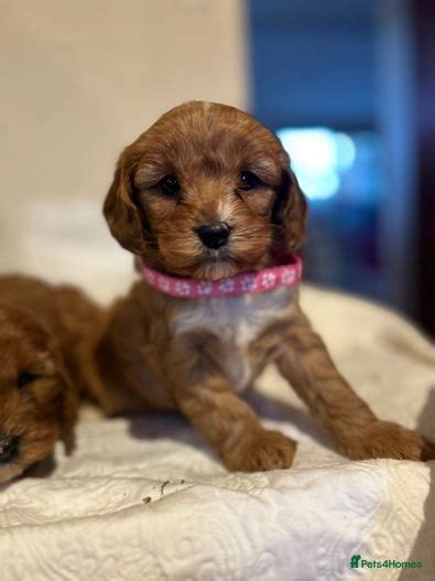 Dark Red Cavapoos Builth Wells Pets4homes