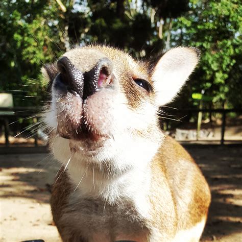 Where To See Wallabies in Cairns - Wooroonoran Safaris