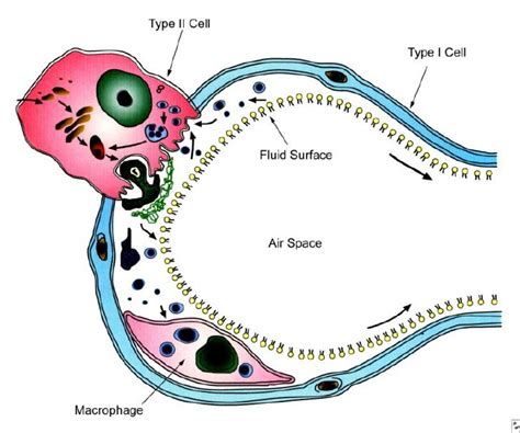 Schematic View Of An Alveolus And The Surfactant Metabolism