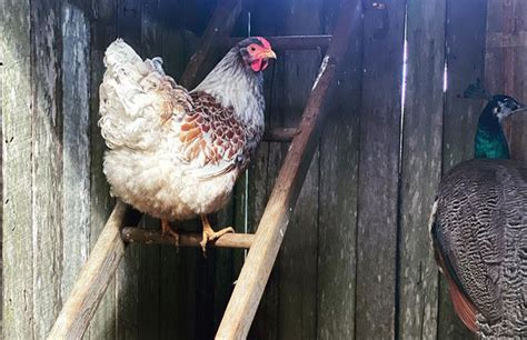 Splash Laced Red Wyandotte Breed Profile Chicken Fans