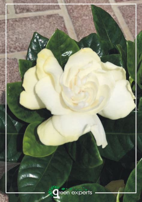 Gardenia Plant (Indoor) - Green Experts Landscape LLC