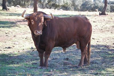 ESPAI TAURÍ Peña Mil Duros Castellnovo