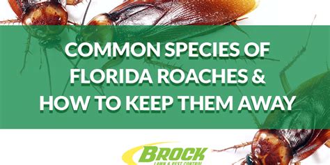 Common Species of Florida Roaches & Their Habits | Brock Pest Control