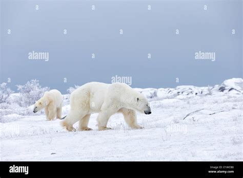 Polar Bears Ursus Maritimus Churchill Manitoba Canada Stock Photo