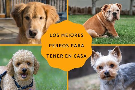 Consejos para elegir la raza ideal Encuentra tu compañero canino perfecto