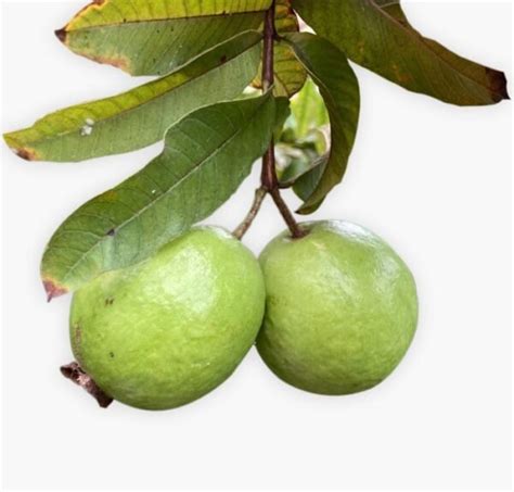 Buy Guava Guava Fruit Plant In India From Econut Plants