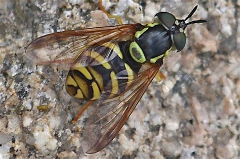 Diptera Info Discussion Forum A Syrphid Species From Bezbog Bulgaria