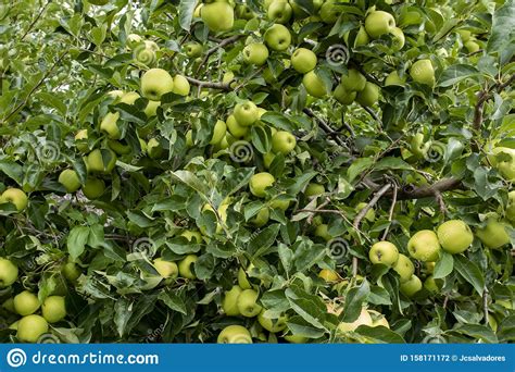 Organic Apples Hanging From A Tree Branch In An Organic Garden Stock