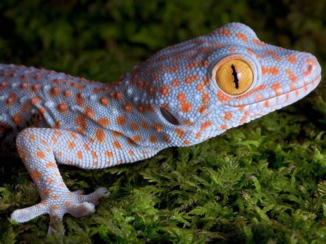 Geckos Faszinierend Flink Und Nachtaktiv