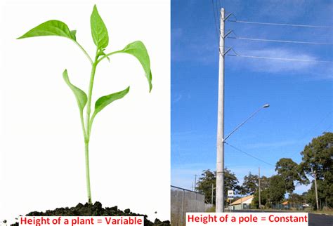 Difference Between Variable and Constant