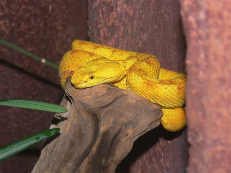 Golden Lancehead Viper Facts and Pictures | Reptile Fact