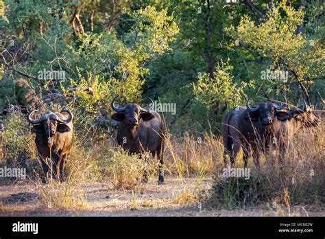 Herd Of African Cape Buffalo Syncerus Caffer In The African Savanna