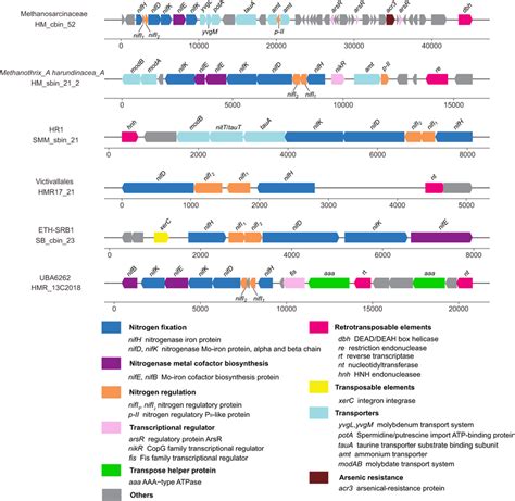 Genomic Context Of Nitrogen Fixation Genes Gene Neighborhoods Of Nifhdk