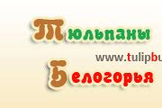 Луковицы тюльпанов из Белгорода