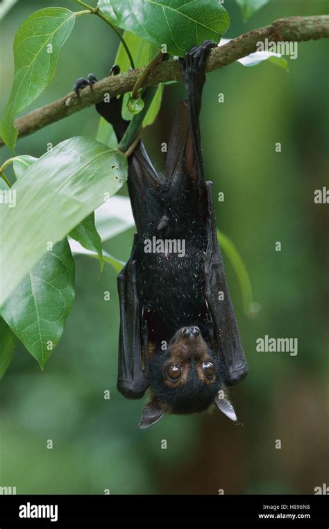 Black Flying Fox (Pteropus alecto) roosting, Daintree National Park, Australia Stock Photo - Alamy