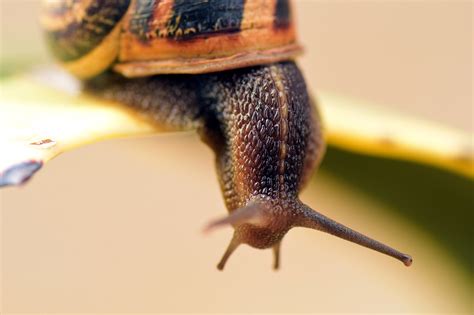 Snail Shell Close Up Free Photo On Pixabay Pixabay