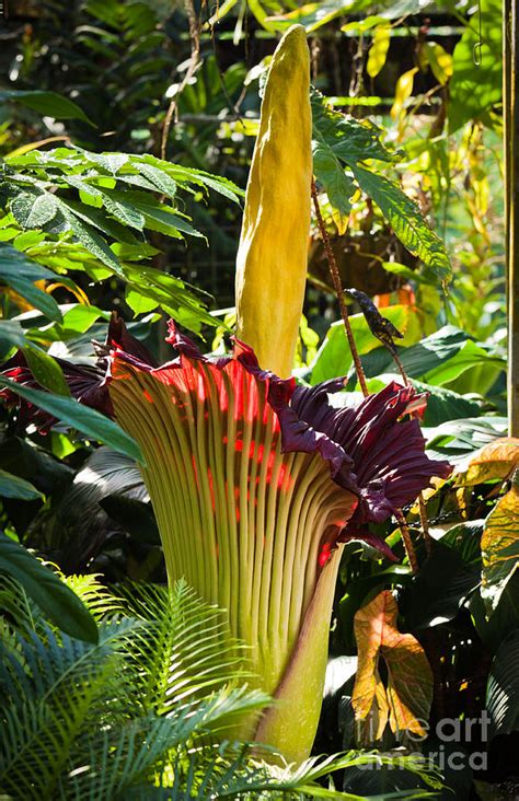 Titan Arum flower Photograph by Johan Larson - Pixels