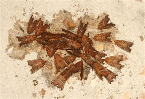 Where do butterflies and moths go in winter? | Butterfly Conservation