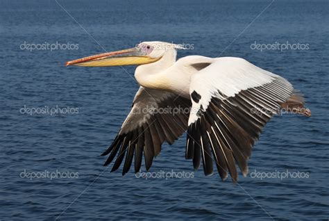 Gran Pel Cano Blanco Pelecanus Onocrotalus Namibia Foto De