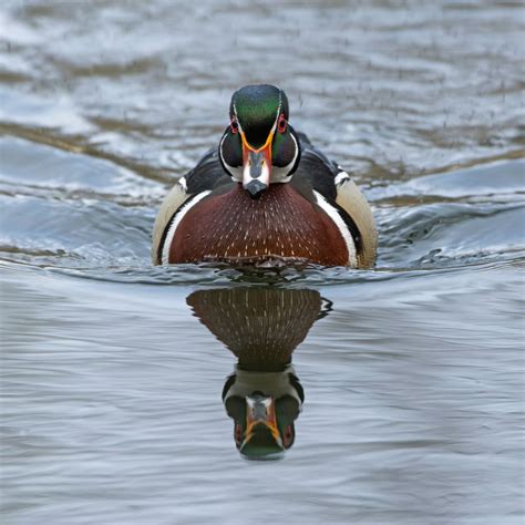 Wood Duck Approaching Smithsonian Photo Contest Smithsonian Magazine