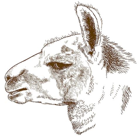 Premium Vector Engraving Illustration Of Lama Head