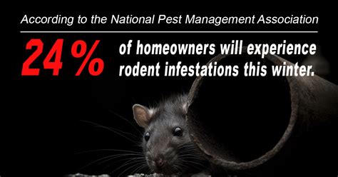 Learn What You Can Do To Prevent Rodent Infestations This Winter The