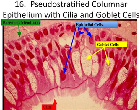 Pseudostratified Columnar Epithelium With Goblet Cells