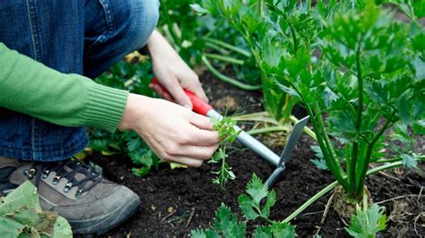 Astuces Pour En Finir Avec Les Mauvaises Herbes Comment Conserver