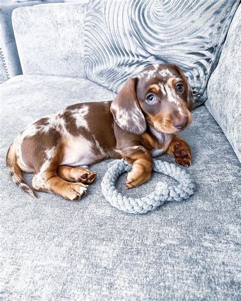 What Age Is A Miniature Dachshund Full Grown