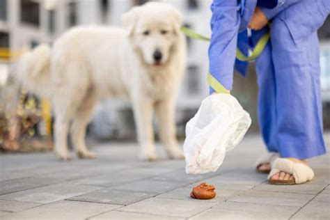 Schleimiger Kot Beim Hund Nach Wurmkur Gr Nde Erste Hilfe